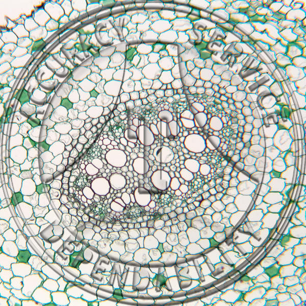 14-3C Lilium regale Root Prepared Microscope Slide 14-3C Lilium regale Root Prepared Microscope Slide 