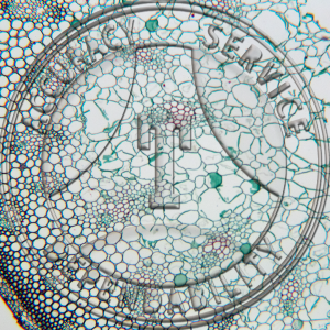 12-5* Lilium michiganense Stem Prepared Microscope Slide