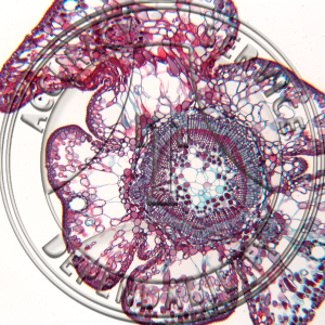 A-248-1 Sequoia sempervirens One Year Stem CS Prepared Microscope Slide
