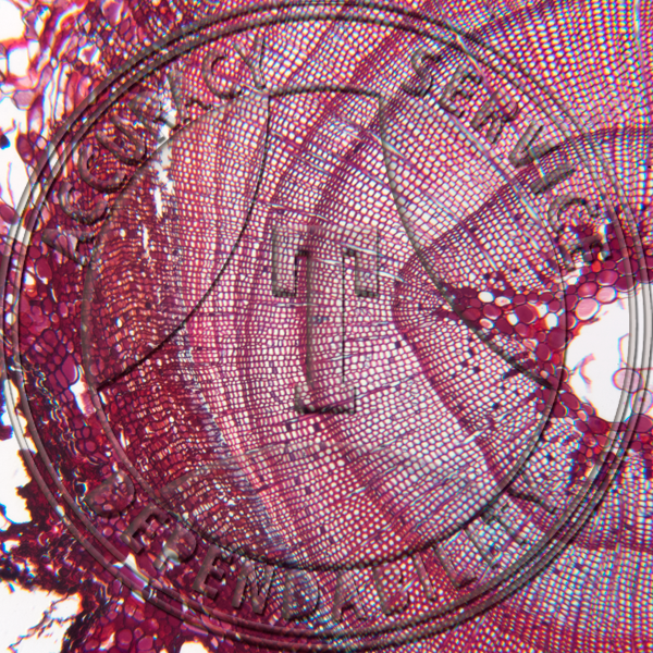 A-248-2 Sequoia sempervirens Older Stem CS Prepared Microscope Slide