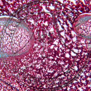 Dryopteris marginalis Rhizome CS Prepared Microscope Slide