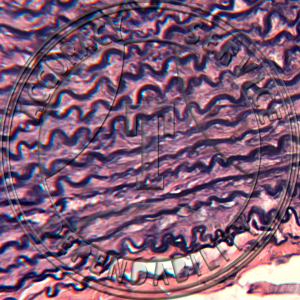 Aorta Prepared Microscope Slide