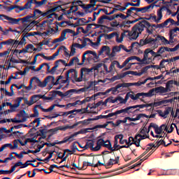 Aorta Prepared Microscope Slide