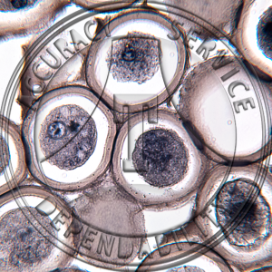 Ascaris megalocephala Fertilization Prepared Microscope Slide