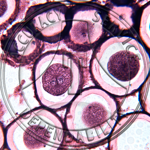 Ascaris megalocephala Mitosis Prepared Microscope Slide