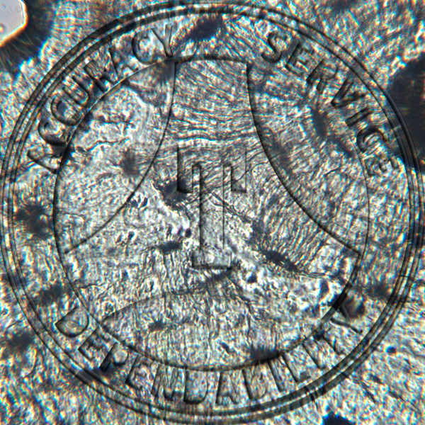 Bone Slide HB8-4 Bone; ground, human, cs. Haversian canals, lamellae, lacunae, & canaliculi clearly shown.