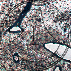 Bone Slide HB8-41 Bone; ground, human, cs, especially thin section.