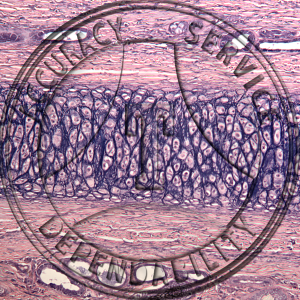 Cartilage Verhoeff's Elastic Tissue Stain Prepared Microscope Slide