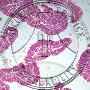 Ciliated Columnar Epithelium Slide HA3-31 Ciliated columnar epithelium; section.