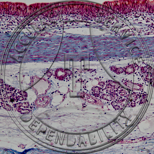 Psuedostratified Ciliated Columnar Epithelium Trachea Prepared Microscope Slide