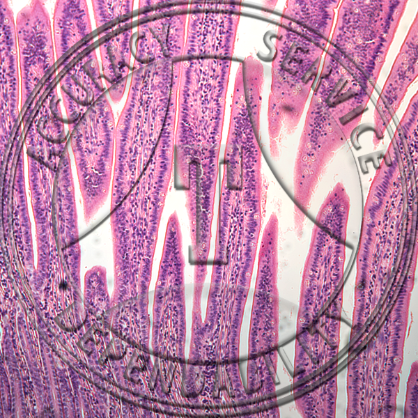 Ligamentum Nuchae Prepared Microscope Slide