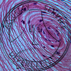 Corpuscle of Vater-Pacini Prepared Microscope Slide