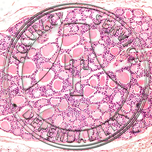 Cuboidal Epithelium Slide HA2-10 Cuboidal epithelium; thyroid, section.