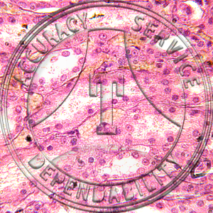 Cuboidal Epithelium Slide HA2-11 Cuboidal epithelium; human kidney, section.