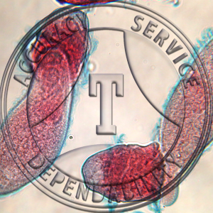 Didinium Feeding on Paramecium Prepared Microscope Slide