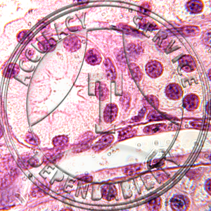 Epithelium Squamous Cuboidal Columnar Amphiuma Prepared Microscope Slide