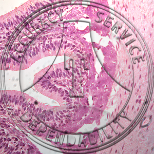 Epithelium Slide HA6-11 Epithelia, 3 types; sections of amphiuma tissues. Squamous and Columnar Cells.