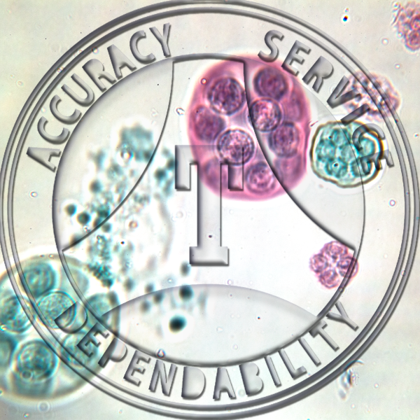Eudorina Prepared Microscope Slide