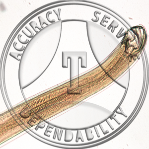 Hookworm Male Ancylostoma duodenale Prepared Microscope Slide