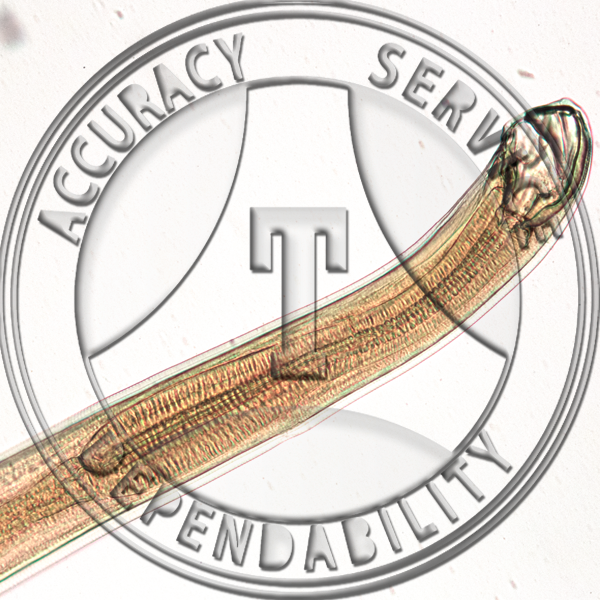 Hookworm Male Ancylostoma duodenale Prepared Microscope Slide