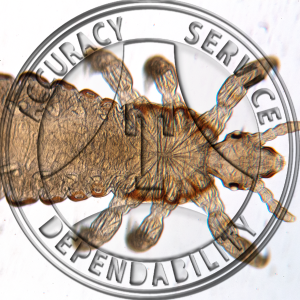 Human Louse Slide ZK4-12 Insecta human louse (pediculus humanis); female, wm.