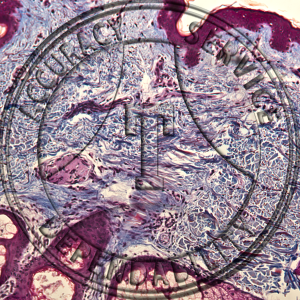 Human Skin Slide HI1-21T Skin; human, caucasian, section, trichrome stain.