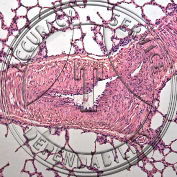 Lung Prepared Microscope Slide