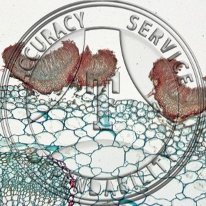 Mollisia dehnii Apothecium Potentilla Prepared Microscope Slide