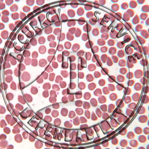 Mononucleosis Blood Prepared Microscope Slide