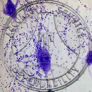 Motor Nerve Nissl Stain Prepared Microscope Slide