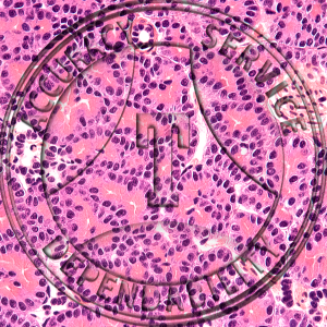 Necturus Pancreas Slide ZL8-22 Necturus; pancreas, section.