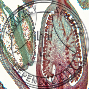 Nicotiana tabacum Flower Bud Median LS 2-Level CS Microscope Slide