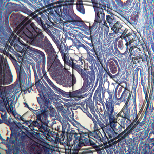 Ovary Slide HN1-21T Genital system: female ovary; section, trichrome stain.