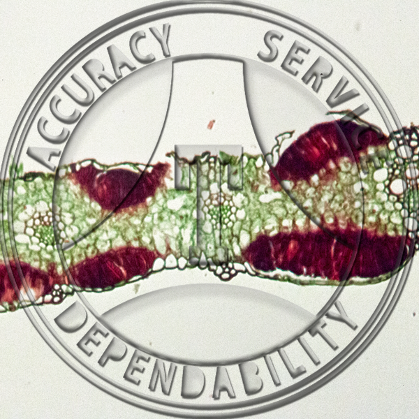 Puccinia coronata Telia on Avena Leaf Prepared Microscope Slide