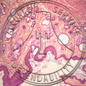 Rectum Slide HK8-25 Rectum; anal opening, stratified squamous epithelium predominant, cs.