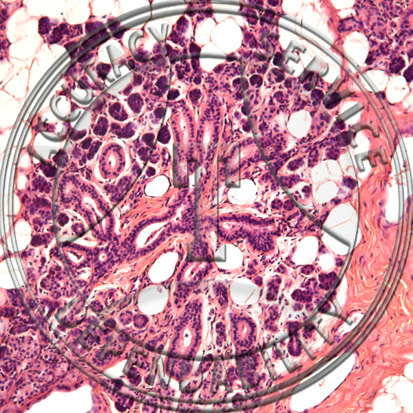 Salivary Gland Slide HK4-11 Salivary glands; parotid, human, section.