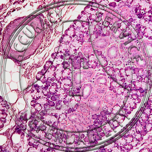 Salivary Gland Slide HK4-2 Salivary glands; submandibular (submaxillary), section.