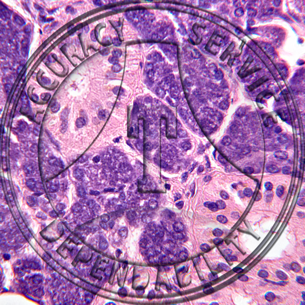 Salivary Gland Slide HK4-21 Salivary glands; submandibular, human, section.