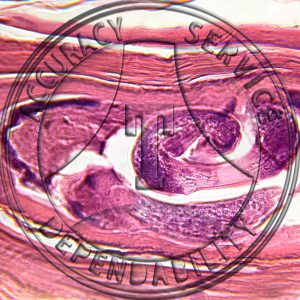 Sarcocystis Prepared Microscope Slide