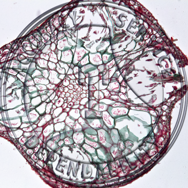 Sargassum Slide A-25 Sargassum; thallus with conceptacle, section.