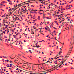Spleen Prepared Microscope Slide