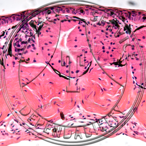 Squamous Epithelium Slide HA4-21 Stratified squamous epithelium; frog skin, section.