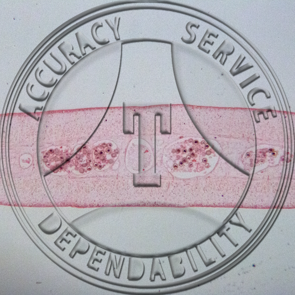 Taenia Tapeworm 3 Proglottid Section Prepared Microscope Slide Section 2