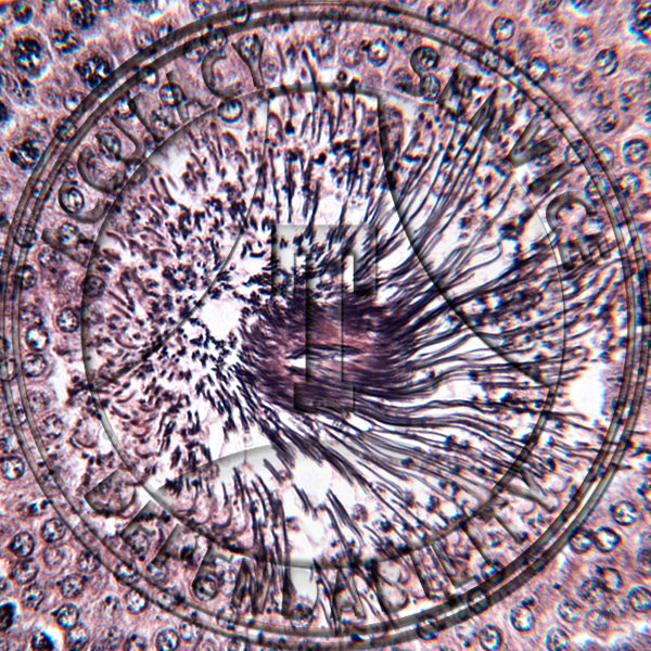 Testis Spermatogenesis Spermiogenesis Prepared Microscope Slide