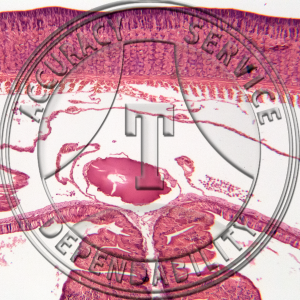 ZH1-113N Earthworm Cross Section Clitellum Prepared Microscope Slide