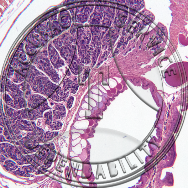 ZH1-12 Earthworm Cross Section Seminal Vesicle Esophagus Intestine Prepared Microscope Slide Seminal Vesicle