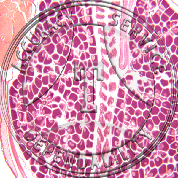 ZL1-22 Amphioxus Slide CS Male Female Gonads Prepared Microscope Slide Female