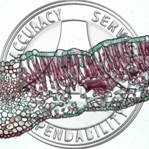 T-15 Dicot Leaf Prepared Microscope Slide