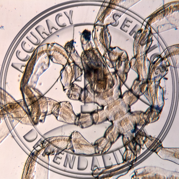 LE 1 Sea Spider Microscope Slide