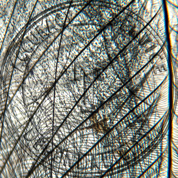 Bird Contour Feather Slide ZM6-242 Bird; contour feather, wm.